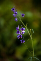 Up close of flowers