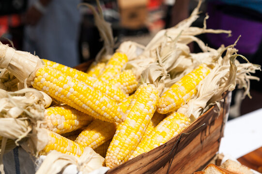 fresh maize bicolor corns with husks in a wood basket