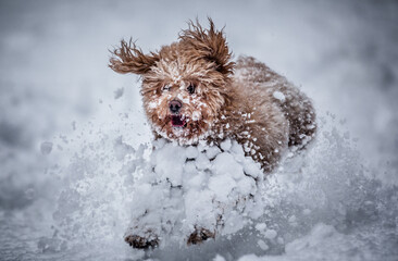 Poodle running through snow