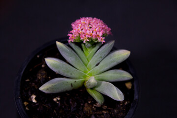 Suculentas en floracion