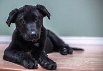 Portrait of black puppy 