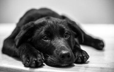 Portrait of puppy laying down