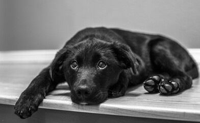 Portrait of puppy on top of stairs