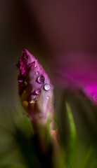 Macro photo of flower bud with water droplets