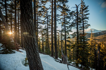 Sunburst in the forest with mountain in the background