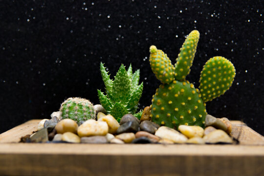 Terrrario de cactus