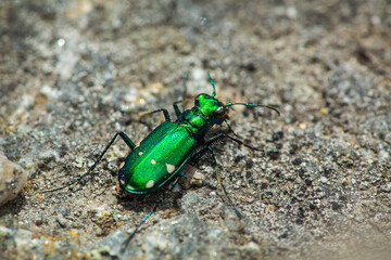 Shiny green tiger beetle on Mt. Kearsarge in New Hampshire.