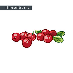 sketch_lingonberry_eight_berries_with_leaves