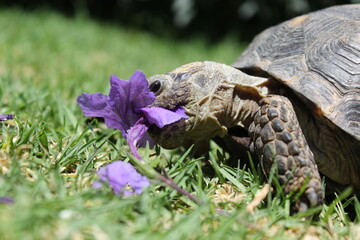 Hungry turtle