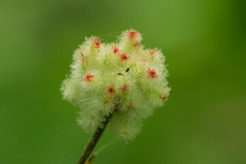 Wool sower gall of the Cynipid wasp in Mansfield, Connecticut.