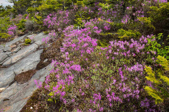 Pink flowers of rhodora near summit of Mt. Kearsarge.
