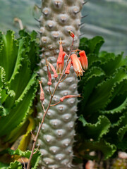 Photos of beautiful cactus in florist.