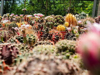 Photos of beautiful cactus in florist.