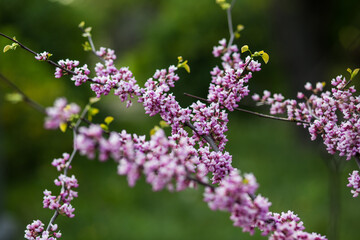 Fototapeta premium bee on lavender