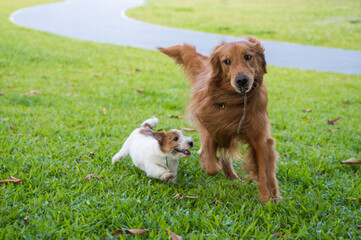 Golden Retriever and Jack Russell Terrier running and playing on the grass