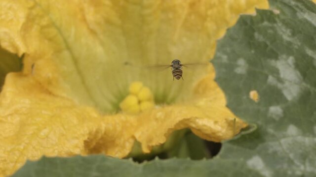 Bee hovers over yellow flower blossom in barden, macro