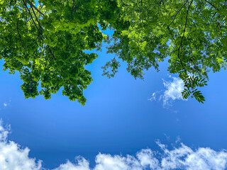 Fototapeta premium green treetops against blue sky. sun beams shining through leaves. bottom view.