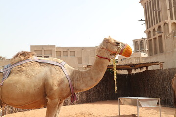 camel in Dubai, UAE.