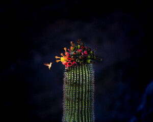 The mighty Saguaro Cactus attracts the meek hummingbird at the top of a Phoenix Arizona mountain.