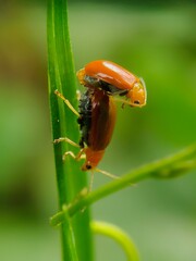 Red bugs om green leafs background