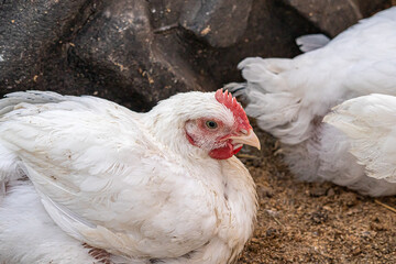 Young white hens walk in the courtyard of a village house close up
