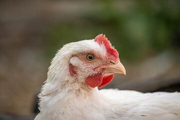 Young white hens walk in the courtyard of a village house close up