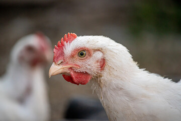 Young white hens walk in the courtyard of a village house close up