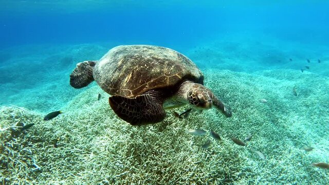 A beautiful sea green turtle bowing towards the coral seabed - underwater