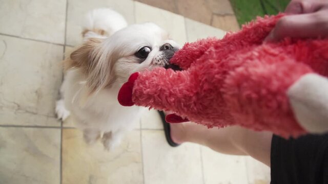 White pekingese dog aggressively grabs toy while owner pulls back. Slow Motion