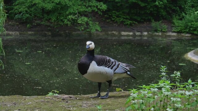 Ringed Bernacle Goose in Kaunas Zoo