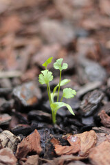 Coriander Seedling