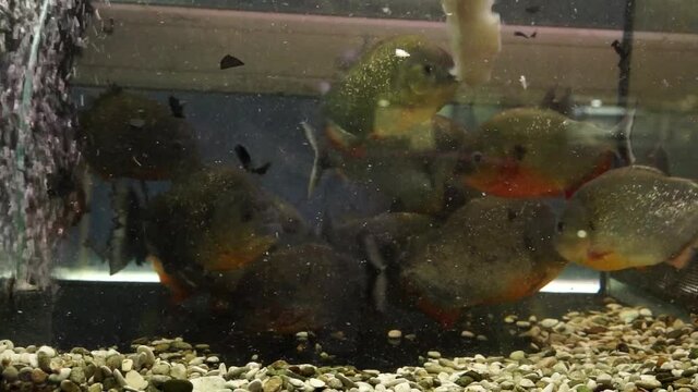 Incredible natural feeding behavior from Red Bellied Piranhas in captivity
