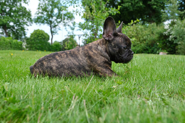 A cute adorable brown and black French Bulldog Dog is lying in the grass with a cute expression in the wrinkled face