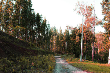 road in the beautiful forest