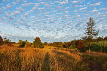 autumn meadow landscape morning day with trees and amazing beautiful clouds