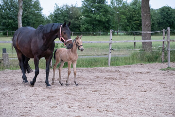 Close-up of a little brown foal,horse standing next to the mother, during the day with a countryside landscape