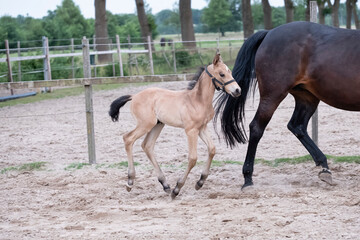 Little yellow foal, galloped next to the mother, one week old, during the day with a countryside landscape