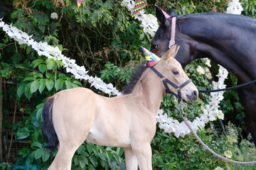 A brown mare and a yellow foal with hats and guirlandes in the trees. Background for greeting card,...
