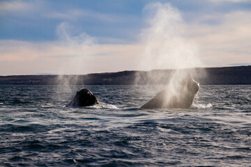 Fototapeta premium Southern Right Whales,Eubalaena australis, mating, Valdes Peninsula, Argentina.