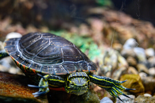 Painted turtle swimming in glass aquarium 