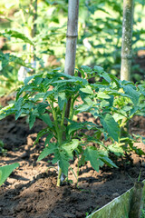 A row of tomato plants. Tomato grow in the open ground