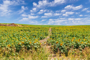 Fototapeta na wymiar Agriculture field of blooming sunflowers against a blue sky on a sunny day. Plants on farm fields in the summer season