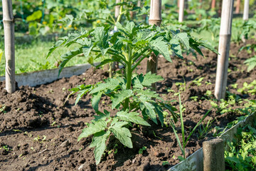 A row of tomato plants. Tomato grow in the open ground