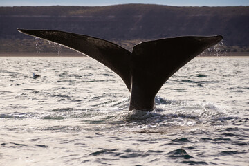 Fototapeta premium A southern right whale tail in Peninsula Valdes, Argentina.