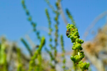 Honeybee on green plant leaf, animal insect close up, beautiful macro wildlife bee flower