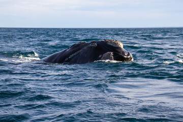 Southern Right Whales,Eubalaena australis, mating, Valdes Peninsula, Argentina.