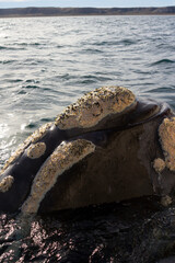 Close-up of head of Southern Right Whale in Peninsula Valdes, Atlantic Ocean, Argentina.