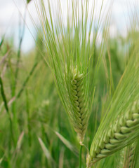  Green young spikelets of wheat close-up on the field. Ripening wheat on a sunny day