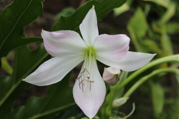 Close de uma magnífica flor branca, no jardim de um dia de verão. São Leopoldo/RS, Brasil.