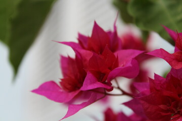 Bougainvillea, em todo o seu esplendor. Tarde de primavera. São Leopoldo/RS, Brasil